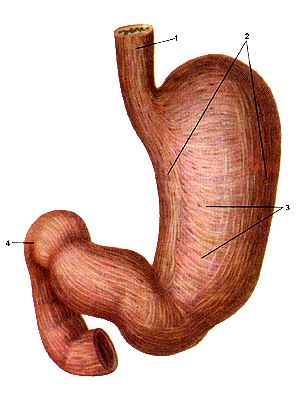 
  Рис. 179. Мышечная оболочка (tunica muscularis) желудка и двенадцатиперстной 
  кишки. Вид спереди.
  Серозная оболочка (брюшина) удалена.
  [-мышечная оболочка пищевода (продольный слой); 2-продоль-ный мышечный слой 
  желудка; 3-круговой мышечный слой; 4-двенадцатиперстная кишка (продольный мышечный 
  слой).
  Fig. 179. Мышечная оболочка желудка и двенадцатиперстной кишки. Вид спереди. 
  Серозная оболочка (брюшина) удалена. 1-tunica muscularis esophagi (stratum longitudinale); 
  2-stratum musculare longitudinalegastricum (ventriculi); 3-stratum musculare 
  circu-lare gastricum; 4-duodenum (stratum musculare longitudinale).
  Fig. 179. Muscular layer of stomach and of duodenum. Frontal
  aspect. Serous layer ( peritoneum ) isabsent.
  I-muscular layer of esophagus (longitudinal layer ); 2-longitudinal muscular 
  layer of stomach; 3-circuIar muscular layer; 4-duodenum (longitudinal muscular 
  layer).